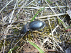 Carabus glabratus