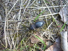Carabus glabratus