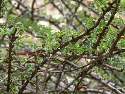 Commiphora parvifolia (Balf.fil.) Engl. 2