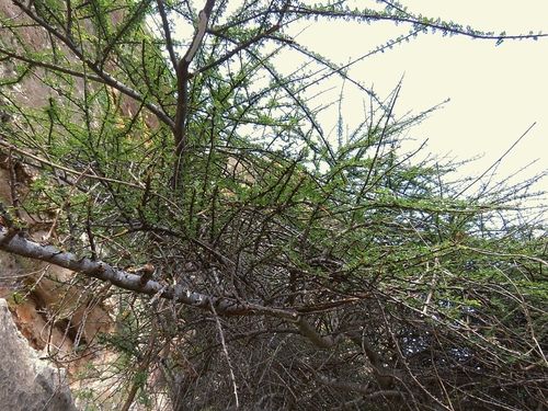 Commiphora parvifolia (Balf.fil.) Engl.
