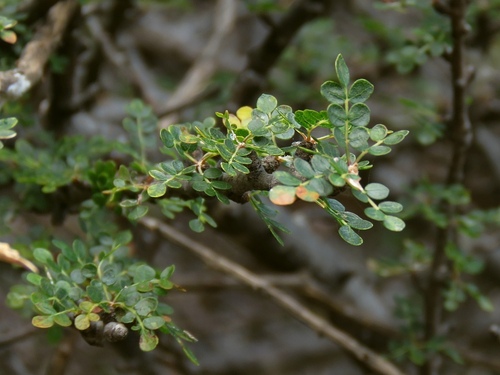 Commiphora parvifolia (Balf.fil.) Engl. 3