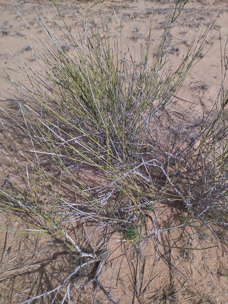 longleaf ephedra from Ejido Fronterizo on February 5, 2024 at 12:02 PM ...