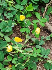 Arachis duranensis