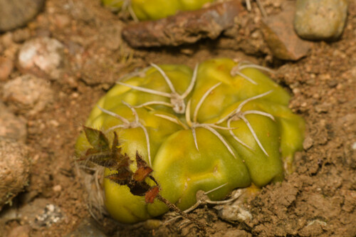 Gymnocalycium denudatum