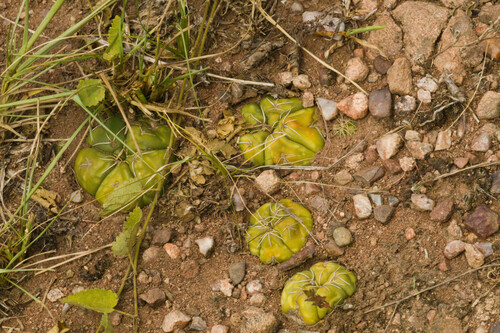 Gymnocalycium denudatum