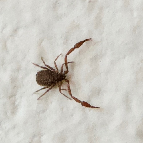House Pseudoscorpion
