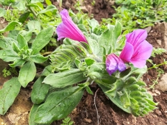 Echium amoenum