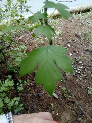 Magnoliopsida