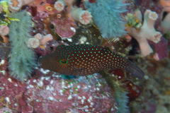 Canthigaster janthinoptera