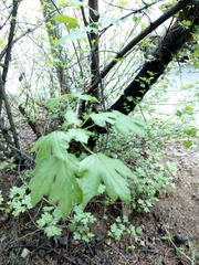 Magnoliopsida