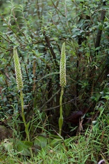 Goodyera procera