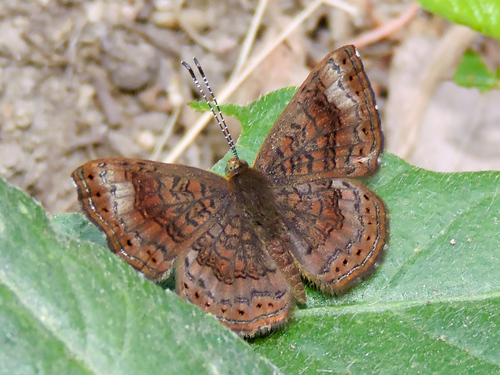 Fatal Metalmark