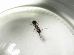 Camponotus vitiosus