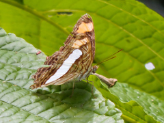 Adelpha iphicleola iphicleola