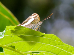 Adelpha iphicleola iphicleola