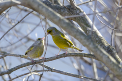 Chloris chloris