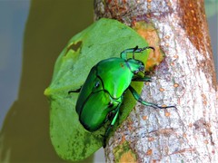 Heterorrhina elegans