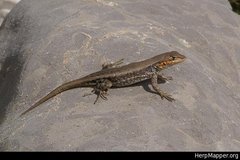 Sceloporus parvus