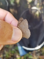 Nhambikuara cerradensis