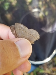 Nhambikuara cerradensis