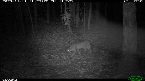 Bobcat photographed in Oklahoma