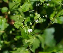 Hackelia latifolia