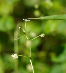 Hackelia latifolia