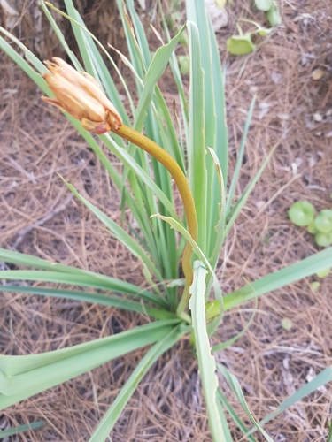 Foto de Tulipa