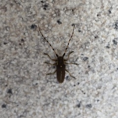 Agapanthia annularis