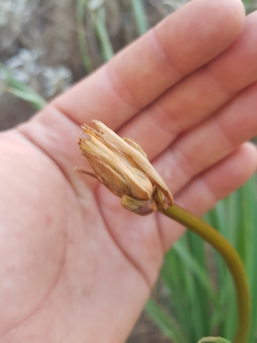 Foto de Tulipa
