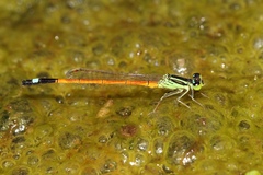 Ischnura rufostigma
