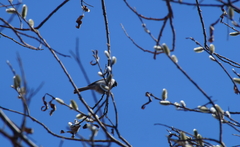 Poecile palustris