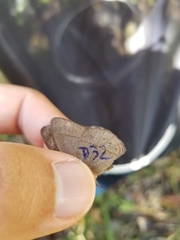 Nhambikuara cerradensis