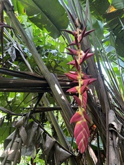 Heliconia pogonantha image