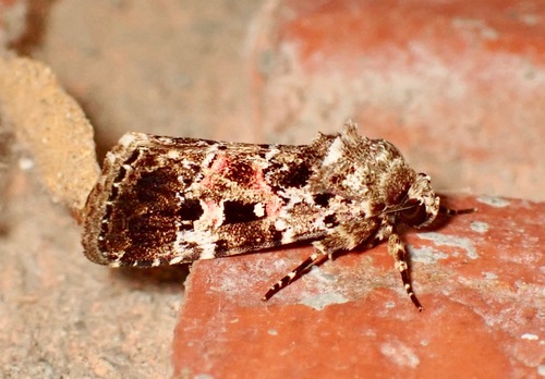 Elaphria pulchra