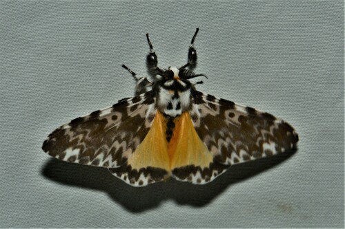 Lymantria atemeles