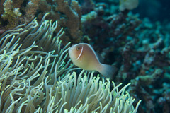 Amphiprion perideraion