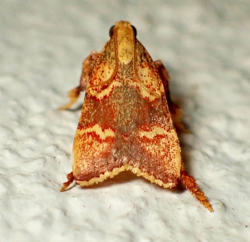 Parachma lutealis