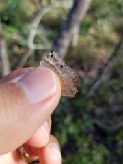 Pharneuptychia phares