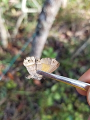 Pharneuptychia phares