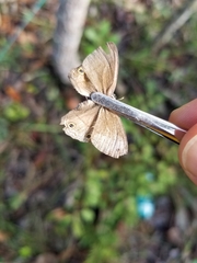 Pharneuptychia phares