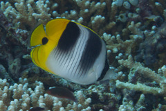 Chaetodon ulietensis