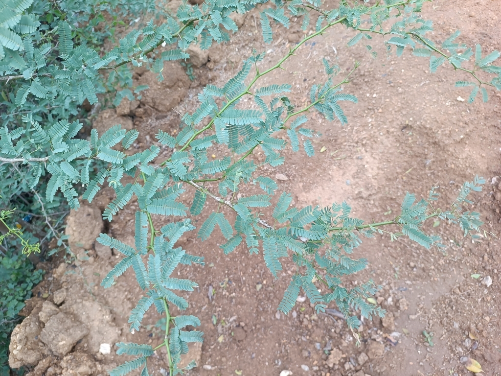 Prosopis juliflora (Sw.) DC. 3