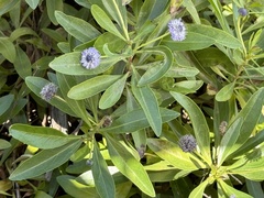 (c) William Stephens, some rights reserved (CC BY) Globularia amygdalifolia, photograph (c) William Stephens, some rights reserved (CC BY)