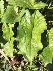 Arum maculatum