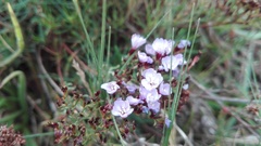 Limonium linifolium