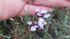 Limonium linifolium