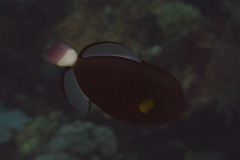 Melichthys vidua