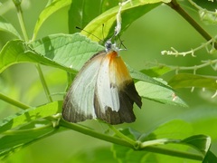 Mylothris chloris chloris