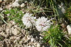 Marshallia caespitosa